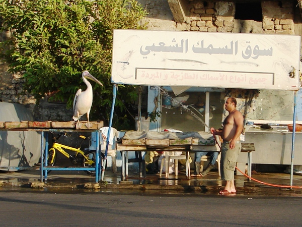 على آخر الزمن البجع عم تتحمّم لتبورد. تصوير هلال حبلي