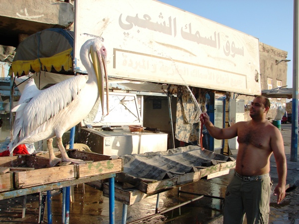 على آخر الزمن البجع عم تتحمّم لتبورد. تصوير هلال حبلي