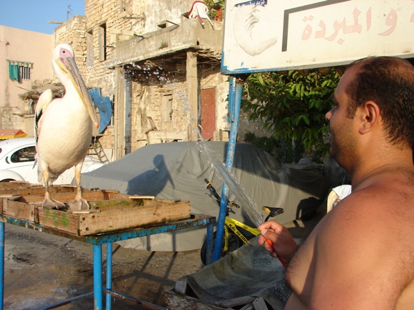 على آخر الزمن البجع عم تتحمّم لتبورد. تصوير هلال حبلي