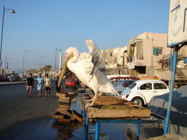 على آخر الزمن البجع عم تتحمّم لتبورد. تصوير هلال حبلي