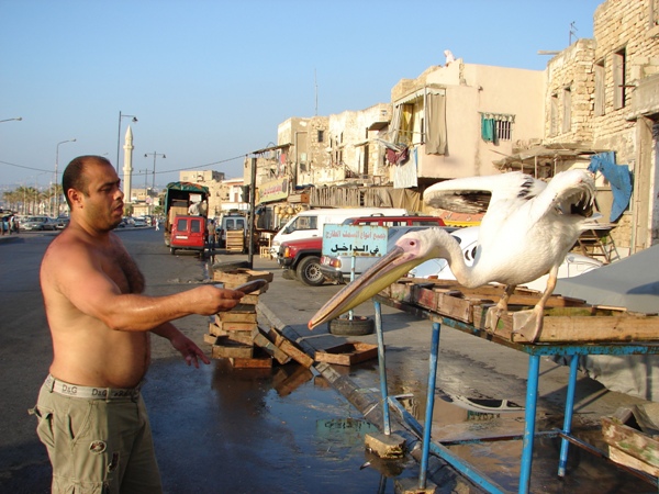 على آخر الزمن البجع عم تتحمّم لتبورد. تصوير هلال حبلي