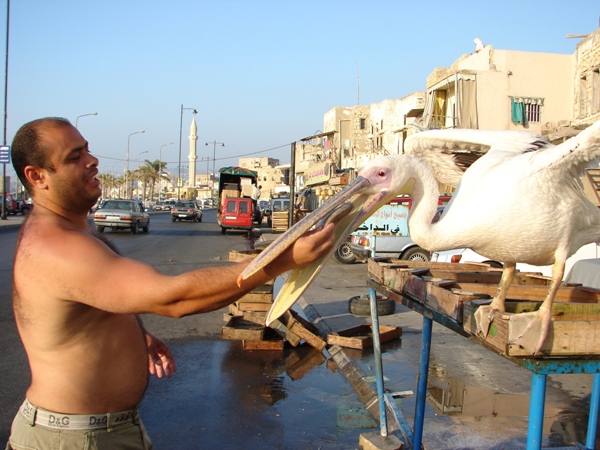 على آخر الزمن البجع عم تتحمّم لتبورد. تصوير هلال حبلي